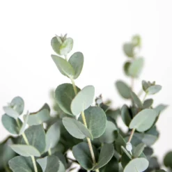 2x Eucalyptus Gunnii - Gommier - Arbuste - Persistant – ⌀17 Cm - ↕40-50 Cm -Atmospheraes Store 63f3b93fa1eaf6.27824930