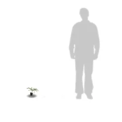 Ceanothe X Italian Skies/pot De 4l - 40/60 Cm -Atmospheraes Store 63fdf4475668c7.74020534