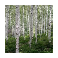 Bouleau Utilis Doorenbos/pot De 10l - 175/200 Cm -Atmospheraes Store 63fdf44b2f8ad8.14824164