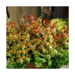 Abélie à Grandes Fleurs Kaleidoscope®/pot De 4l - 40/60 Cm