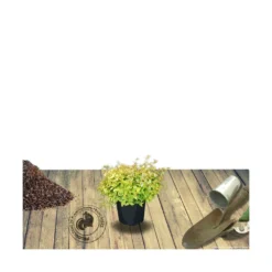 Abélie à Grandes Fleurs Kaleidoscope®/pot De 4l - 40/60 Cm -Atmospheraes Store 63fdf45371a337.71584706