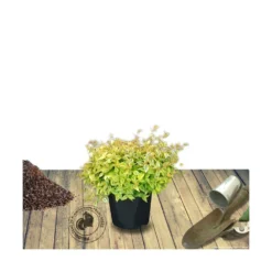 Abélie à Grandes Fleurs Kaleidoscope®/pot De 4l - 40/60 Cm -Atmospheraes Store 63fdf45374d855.11333165
