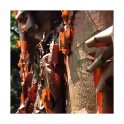 Érable à écorce De Papier/pot De 18 L - 125/150 -Atmospheraes Store 63fdf45554a968.08394350