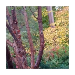 Érable à écorce De Papier/pot De 18 L - 125/150 -Atmospheraes Store 63fdf45558a5f0.65604697