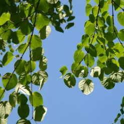 Arbre Au Caramel Japonicum/pot De 5l - 80/100 Cm -Atmospheraes Store 63fdf472835572.34793478