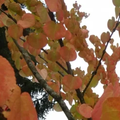 Arbre Au Caramel Japonicum/pot De 5l - 80/100 Cm -Atmospheraes Store 63fdf4728e9946.94455242