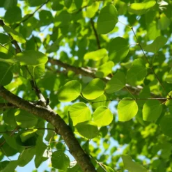 Arbre Au Caramel Japonicum/pot De 5l - 80/100 Cm -Atmospheraes Store 63fdf472927303.75361738