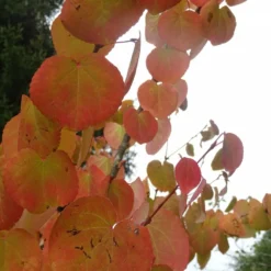 Arbre Au Caramel Japonicum/pot De 5l - 80/100 Cm -Atmospheraes Store 63fdf4729a6164.27611430