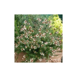 Abélie à Grandes Fleurs Sherwood/pot De 4l - 40/60 Cm -Atmospheraes Store 63fdf47942f355.03735194