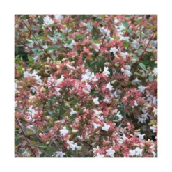 Abélie à Grandes Fleurs Sherwood/pot De 4l - 40/60 Cm -Atmospheraes Store 63fdf47949d7a6.85876877