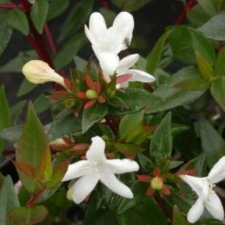 Abélie à Grandes Fleurs Sherwood/pot De 4l - 40/60 Cm -Atmospheraes Store 63fdf479539733.36516078