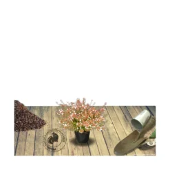 Abélie à Grandes Fleurs Sherwood/pot De 4l - 40/60 Cm -Atmospheraes Store 63fdf47959f271.84221600