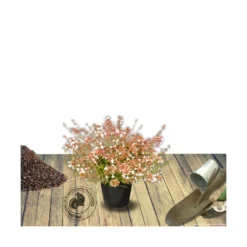 Abélie à Grandes Fleurs Sherwood/pot De 4l - 40/60 Cm -Atmospheraes Store 63fdf4795d6a39.50683103