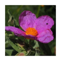 Ciste Pourpre Purpureus/pot De 4l - 40/60 Cm -Atmospheraes Store 63fdf48094f861.80590374