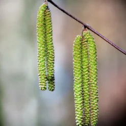 Bouleau Utilis/pot De 10l - 175/200 Cm -Atmospheraes Store 63fdf484017194.22140049