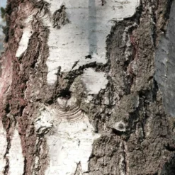 Bouleau Utilis/pot De 10l - 175/200 Cm -Atmospheraes Store 63fdf48416b7f7.95793162