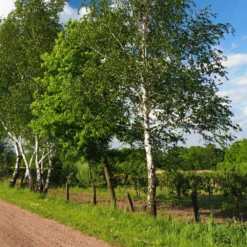 Bouleau Utilis/pot De 10l - 175/200 Cm -Atmospheraes Store 63fdf4841d7761.55433812