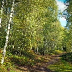 Bouleau Utilis/pot De 10l - 175/200 Cm -Atmospheraes Store 63fdf484263c31.45047947