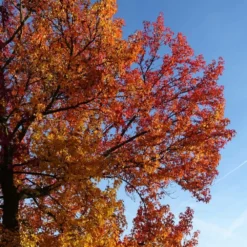 Copalme D'amérique Styraciflua Worplesdon/pot De 10l - 125/150 Cm -Atmospheraes Store 64009864559ce2.55659192