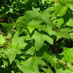 Copalme D'amérique Styraciflua Worplesdon/pot De 10l - 125/150 Cm -Atmospheraes Store 6400986459fd07.20346548