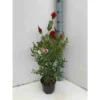 Callistemon Laevis Rouge - Taille Pot De 6 Litres - 100/120 Cm