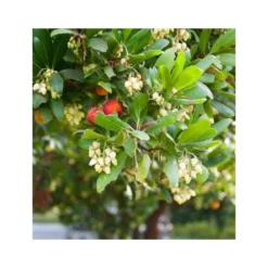Arbutus Unedo Var. Rubra (arbousier) Blanc - Taille Pot De 2 Litres ? 30/40 Cm -Atmospheraes Store 64038b70be2740.89600374
