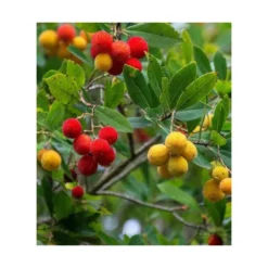 Arbutus Unedo Var. Rubra (arbousier) Blanc - Taille Pot De 2 Litres ? 30/40 Cm -Atmospheraes Store 64038b70c1f563.02804112