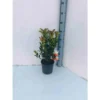 Arbutus Unedo Var. Rubra (arbousier) Blanc - Taille Pot De 2 Litres ? 30/40 Cm