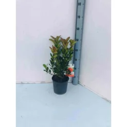 Arbutus Unedo Var. Rubra (arbousier) Blanc - Taille Pot De 2 Litres ? 30/40 Cm
