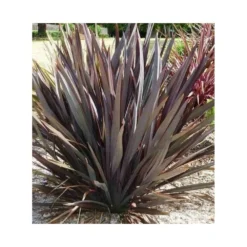 Phormium Tenax Var. Purpurea (lin De Nouvelle-zélande) Taille Pot De 6 Litres - 80/100 Cm - Jaune Et Rouge -Atmospheraes Store 64038b7e56af09.73371287