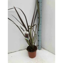 Phormium Tenax Var. Purpurea (lin De Nouvelle-zélande) Taille Pot De 6 Litres - 80/100 Cm - Jaune Et Rouge