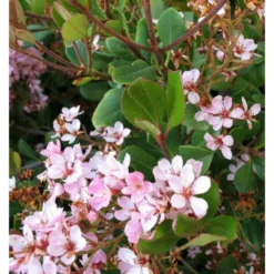 Rhaphiolepis Indica Rose - Taille Pot De 15 Litres ? 140/160 Cm -Atmospheraes Store 64038b85f06736.27475910