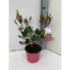 Rhaphiolepis Indica Rose - Taille Pot De 15 Litres ? 140/160 Cm
