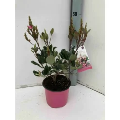 Rhaphiolepis Indica Rose - Taille Pot De 15 Litres ? 140/160 Cm
