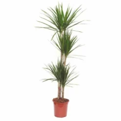 Dracaena Marginata 'green' (dragonnier) Taille Pot De 6l - 4 Pieds - 110/130cm -Atmospheraes Store 64038b87899127.76714851