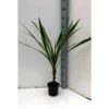 Cordyline Australis Blanc - Taille Pot De 7 Litres ? 100/120 Cm