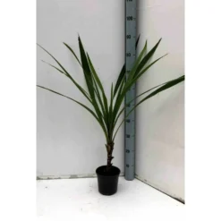 Cordyline Australis Blanc - Taille Pot De 7 Litres ? 100/120 Cm