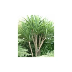 Cordyline Australis Blanc - Taille Pot De 7 Litres ? 100/120 Cm -Atmospheraes Store 64038b92a6b338.42905672
