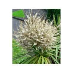 Cordyline Australis Blanc - Taille Pot De 7 Litres ? 100/120 Cm -Atmospheraes Store 64038b92aa5d03.85365478