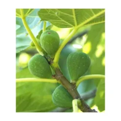 Ficus Carica (figuier) Blanc - Taille Pot De 5 Litres ? 80/100 Cm -Atmospheraes Store 64038b954fb694.54877303