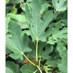 Ficus Carica (figuier) Blanc - Taille Pot De 5 Litres ? 80/100 Cm -Atmospheraes Store 64038b955ffd22.54349580