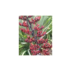 Phormium Tenax (lin De Nouvelle-zélande) Taille Pot De 6 Litres - 80/100 Cm - Jaune Et Rouge -Atmospheraes Store 64038b99050997.37885403