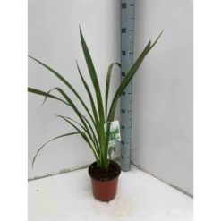 Phormium Tenax (lin De Nouvelle-zélande) Taille Pot De 6 Litres - 80/100 Cm - Jaune Et Rouge