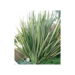 Phormium Tenax (lin De Nouvelle-zélande) Taille Pot De 6 Litres - 80/100 Cm - Jaune Et Rouge -Atmospheraes Store 64038b99176297.65900660