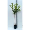 Diospyros Kaki Var.fuyu (plaqueminier) Taille Pot De 3 Litres - 80/100 Cm - Jaune
