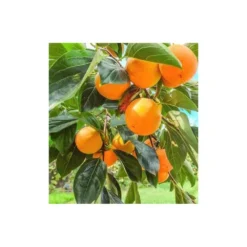 Diospyros Kaki Var.fuyu (plaqueminier) Taille Pot De 3 Litres - 80/100 Cm - Jaune -Atmospheraes Store 64038b9bd90311.63962905