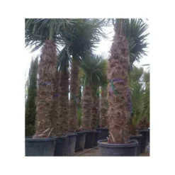 Trachycarpus Fortunei (palmier Chanvre, Palmier Moulin à Vent) Pot De 1 Litre ? 20/40 Cm -Atmospheraes Store 64038b9d0c2545.87378889