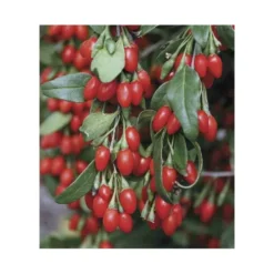 Lycium Barbarum (goji) Taille Pot De 2 Litres - 50/70 Cm - Rouge -Atmospheraes Store 64038bb53d9ee8.21730630
