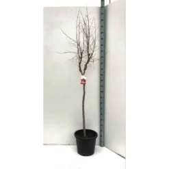 Punica Granatum Adulte (grenadier à Fruits) Rouge - Taille Pot 230l - 175/200cm - Peri 40/50 -Atmospheraes Store 64038bbd533c27.72934768