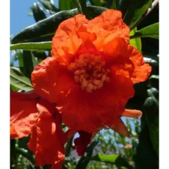 Punica Granatum Adulte (grenadier à Fruits) Rouge - Taille Pot 230l - 175/200cm - Peri 40/50 -Atmospheraes Store 64038bbd5aafd3.23141001